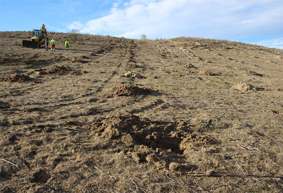 El bosque Scania cierra su primer lustro con más de 19.000 árboles plantados