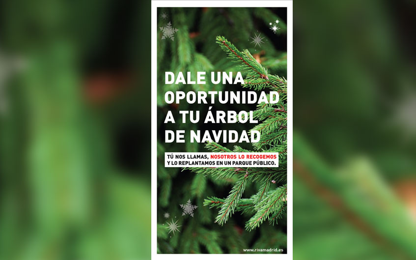 Recogida de árboles navideños