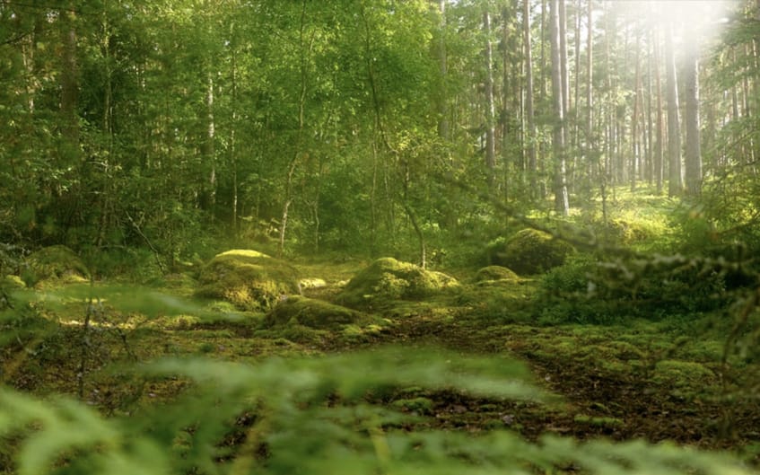 Día Mundial del Medio Ambiente