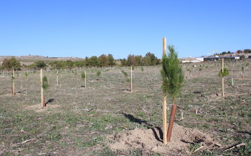 Bosque Scania