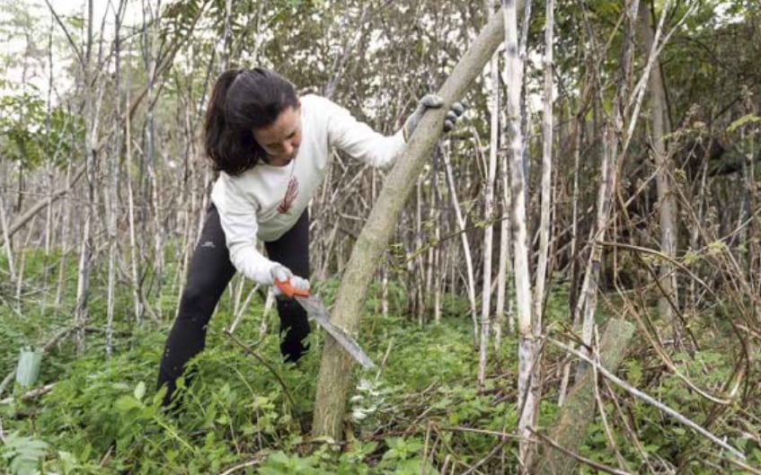 Rivas libera las orillas de sus ríos de una especie invasora