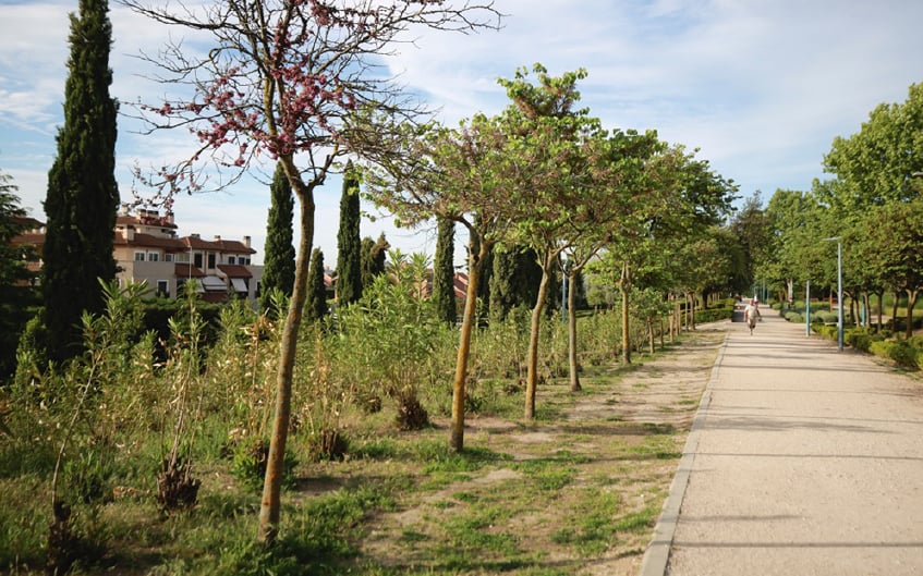 17.000 árboles plantados en los últimos cuatro años