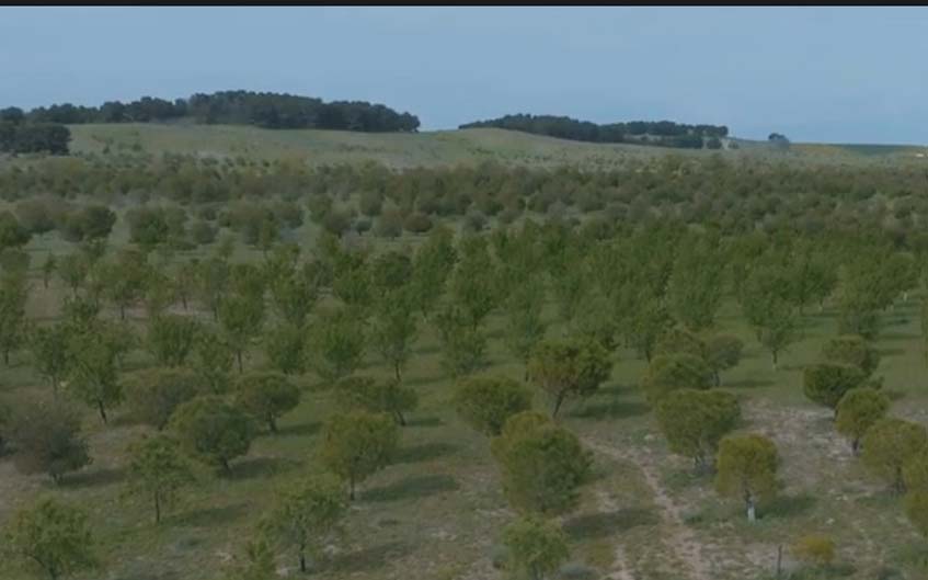 Diez años de Bosque Scania