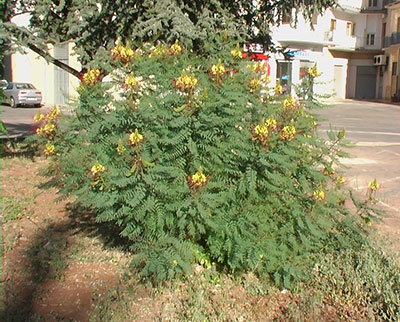 Poinciana guilliesii