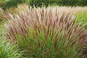 Miscanthus sinensis