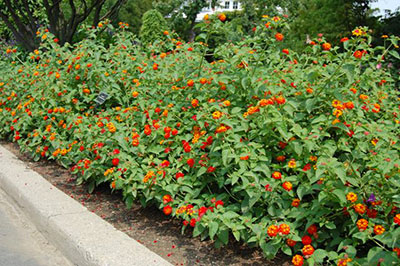 Lantana camara