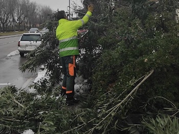 Un jardinero de Rivamadrid retira ramas caídas por la nevada (foto: Rivamadrid).